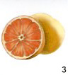 Grapefruit