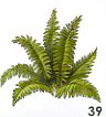 Fern