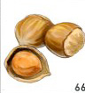 Hazelnut